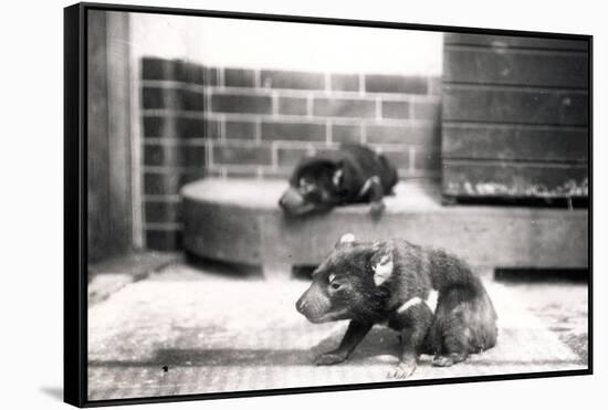 Tasmanian Devils-Frederick William Bond-Framed Stretched Canvas