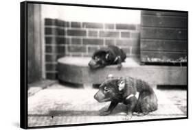 Tasmanian Devils-Frederick William Bond-Framed Stretched Canvas