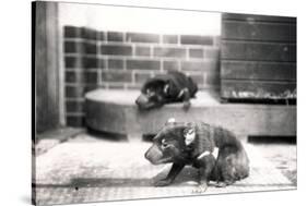 Tasmanian Devils-Frederick William Bond-Stretched Canvas