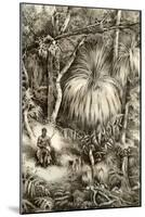 Tasmanian Forest Scene, 1879-McFarlane and Erskine-Mounted Giclee Print