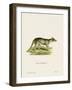 Tasmanian Tiger-null-Framed Giclee Print