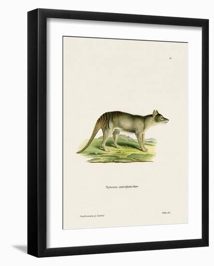 Tasmanian Tiger-null-Framed Giclee Print