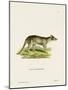 Tasmanian Tiger-null-Mounted Giclee Print
