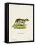 Tasmanian Tiger-null-Framed Stretched Canvas
