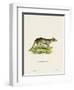 Tasmanian Tiger-null-Framed Premium Giclee Print