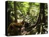 Tasmanian Wolf In Forest-Christian Darkin-Stretched Canvas