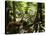 Tasmanian Wolf In Forest-Christian Darkin-Stretched Canvas