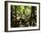 Tasmanian Wolf In Forest-Christian Darkin-Framed Photographic Print