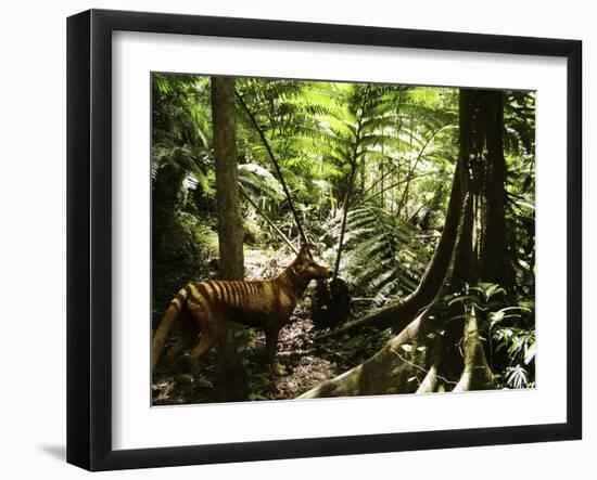 Tasmanian Wolf In Forest-Christian Darkin-Framed Photographic Print