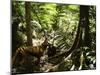 Tasmanian Wolf In Forest-Christian Darkin-Mounted Photographic Print
