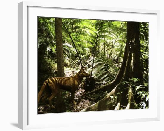 Tasmanian Wolf In Forest-Christian Darkin-Framed Photographic Print