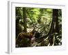 Tasmanian Wolf In Forest-Christian Darkin-Framed Photographic Print