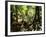 Tasmanian Wolf In Forest-Christian Darkin-Framed Photographic Print