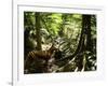 Tasmanian Wolf In Forest-Christian Darkin-Framed Photographic Print