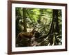 Tasmanian Wolf In Forest-Christian Darkin-Framed Photographic Print