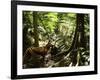 Tasmanian Wolf In Forest-Christian Darkin-Framed Photographic Print