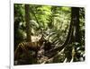 Tasmanian Wolf In Forest-Christian Darkin-Framed Photographic Print