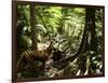 Tasmanian Wolf In Forest-Christian Darkin-Framed Photographic Print