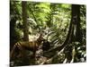 Tasmanian Wolf In Forest-Christian Darkin-Mounted Photographic Print