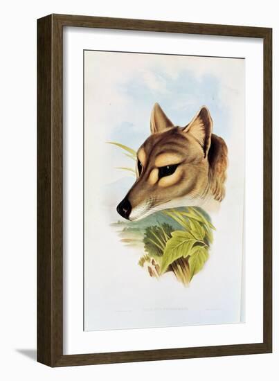 Tasmanian Wolf or Tiger (Thylacinus Cynocephalus)-Henry Constantine Richter-Framed Giclee Print