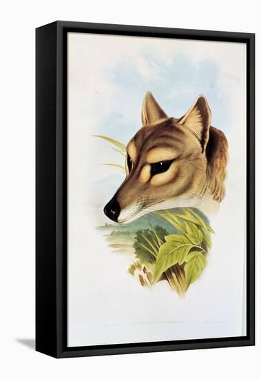 Tasmanian Wolf or Tiger (Thylacinus Cynocephalus)-Henry Constantine Richter-Framed Stretched Canvas