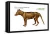 Tasmanian Wolf (Thylacinus Cynocephalus), Tasmanian Tiger, Thylacine, Extinct Species, Mammals-Encyclopaedia Britannica-Framed Stretched Canvas
