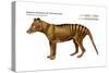 Tasmanian Wolf (Thylacinus Cynocephalus), Tasmanian Tiger, Thylacine, Extinct Species, Mammals-Encyclopaedia Britannica-Stretched Canvas