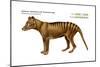 Tasmanian Wolf (Thylacinus Cynocephalus), Tasmanian Tiger, Thylacine, Extinct Species, Mammals-Encyclopaedia Britannica-Mounted Poster