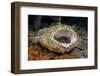 Tasseled Wobbegong Shark (Eucrossorhinus Dasypogon) Yawning-Alex Mustard-Framed Photographic Print