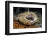 Tasseled Wobbegong Shark (Eucrossorhinus Dasypogon) Yawning-Alex Mustard-Framed Photographic Print