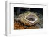 Tasseled Wobbegong Shark (Eucrossorhinus Dasypogon) Yawning-Alex Mustard-Framed Photographic Print