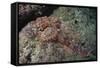 Tassellated Scorpionfish (Scorpaenopsis Oxycephala), Mozambique, Africa-Andrew Davies-Framed Stretched Canvas
