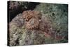 Tassellated Scorpionfish (Scorpaenopsis Oxycephala), Mozambique, Africa-Andrew Davies-Stretched Canvas