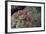 Tassellated Scorpionfish (Scorpaenopsis Oxycephala), Mozambique, Africa-Andrew Davies-Framed Photographic Print