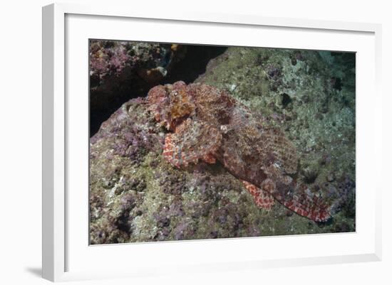 Tassellated Scorpionfish (Scorpaenopsis Oxycephala), Mozambique, Africa-Andrew Davies-Framed Photographic Print