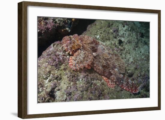 Tassellated Scorpionfish (Scorpaenopsis Oxycephala), Mozambique, Africa-Andrew Davies-Framed Photographic Print