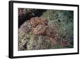 Tassellated Scorpionfish (Scorpaenopsis Oxycephala), Mozambique, Africa-Andrew Davies-Framed Photographic Print