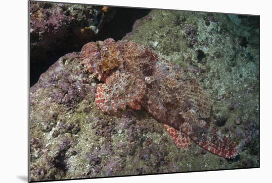 Tassellated Scorpionfish (Scorpaenopsis Oxycephala), Mozambique, Africa-Andrew Davies-Mounted Photographic Print