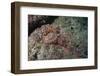 Tassellated Scorpionfish (Scorpaenopsis Oxycephala), Mozambique, Africa-Andrew Davies-Framed Photographic Print