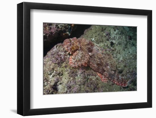 Tassellated Scorpionfish (Scorpaenopsis Oxycephala), Mozambique, Africa-Andrew Davies-Framed Photographic Print