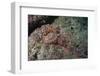 Tassellated Scorpionfish (Scorpaenopsis Oxycephala), Mozambique, Africa-Andrew Davies-Framed Photographic Print