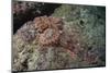 Tassellated Scorpionfish (Scorpaenopsis Oxycephala), Mozambique, Africa-Andrew Davies-Mounted Photographic Print