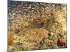 Tasselled Wobbegong in School of Golden Sweepers, Indonesia-Michele Westmorland-Mounted Photographic Print