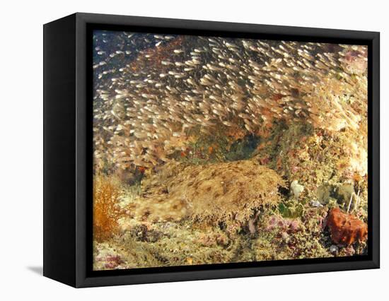 Tasselled Wobbegong in School of Golden Sweepers, Indonesia-Michele Westmorland-Framed Stretched Canvas