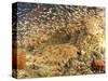 Tasselled Wobbegong in School of Golden Sweepers, Indonesia-Michele Westmorland-Stretched Canvas