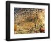 Tasselled Wobbegong in School of Golden Sweepers, Indonesia-Michele Westmorland-Framed Photographic Print