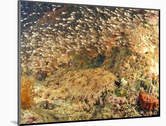 Tasselled Wobbegong in School of Golden Sweepers, Indonesia-Michele Westmorland-Mounted Photographic Print
