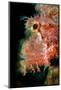 Tassled scorpionfish, Indonesia-Magnus Lundgren-Mounted Photographic Print