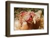 Tassled Scorpionfish-Hal Beral-Framed Photographic Print