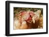 Tassled Scorpionfish-Hal Beral-Framed Photographic Print